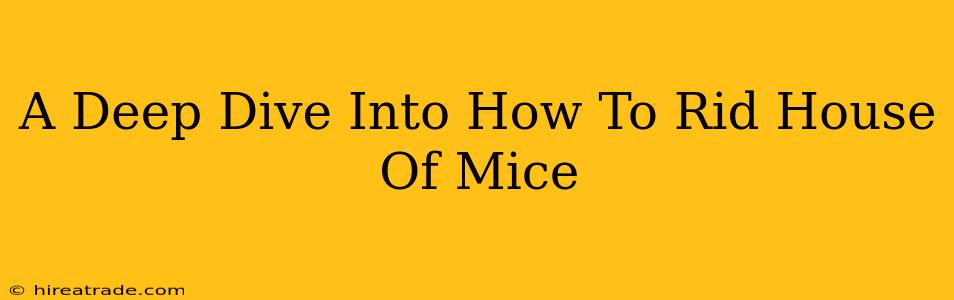 A Deep Dive Into How To Rid House Of Mice