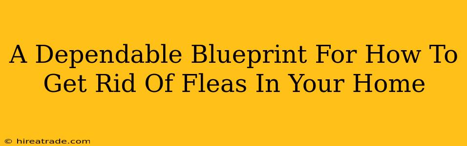 A Dependable Blueprint For How To Get Rid Of Fleas In Your Home