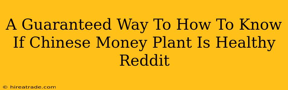 A Guaranteed Way To How To Know If Chinese Money Plant Is Healthy Reddit