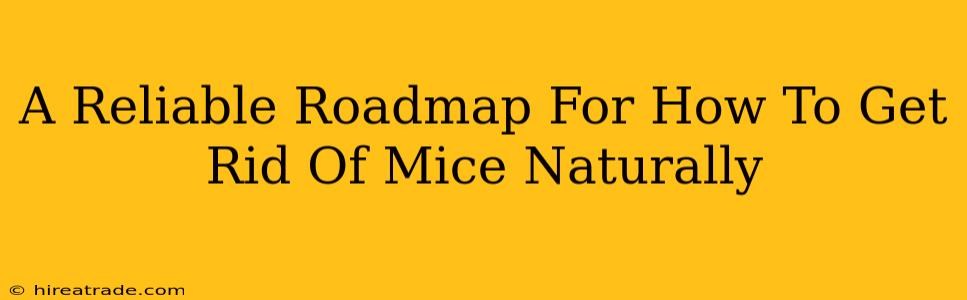 A Reliable Roadmap For How To Get Rid Of Mice Naturally