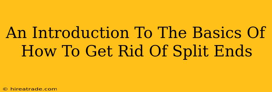 An Introduction To The Basics Of How To Get Rid Of Split Ends