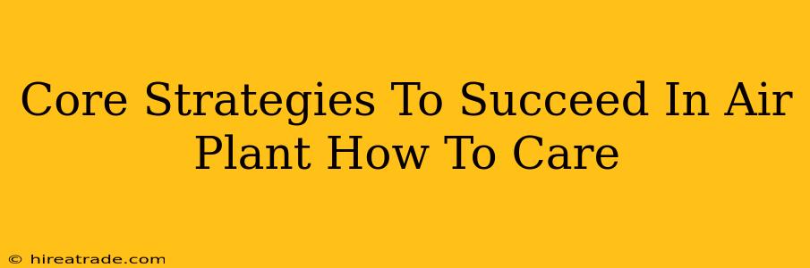 Core Strategies To Succeed In Air Plant How To Care