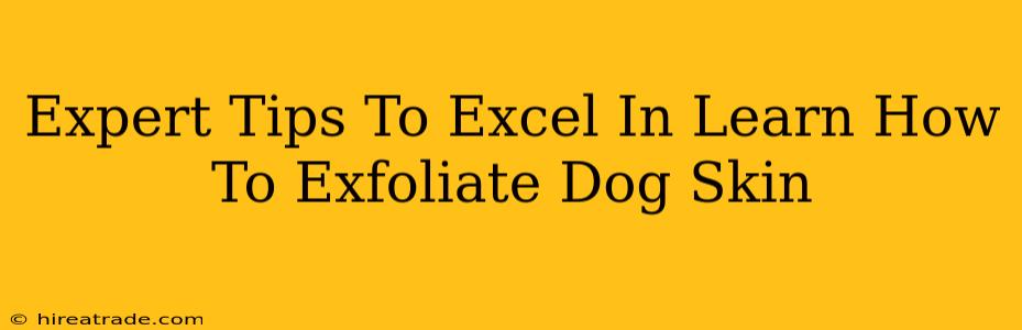 Expert Tips To Excel In Learn How To Exfoliate Dog Skin