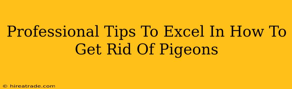 Professional Tips To Excel In How To Get Rid Of Pigeons
