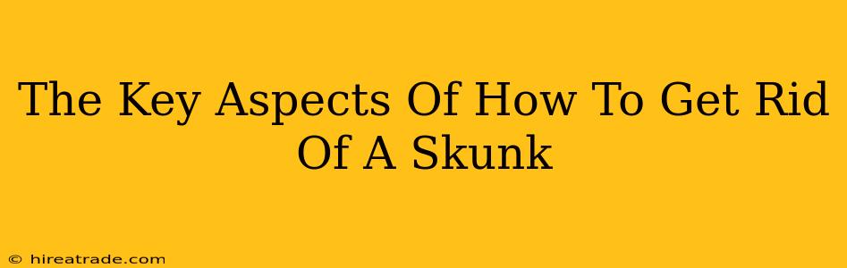 The Key Aspects Of How To Get Rid Of A Skunk