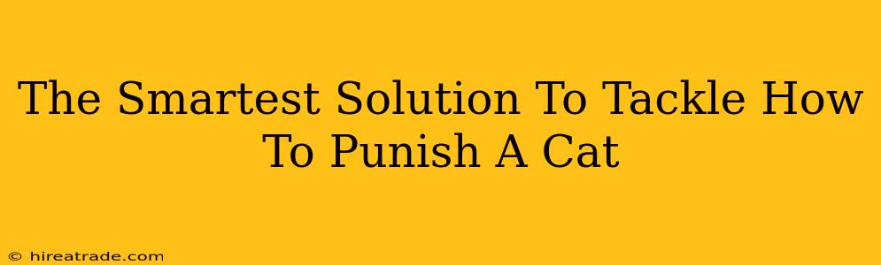 The Smartest Solution To Tackle How To Punish A Cat
