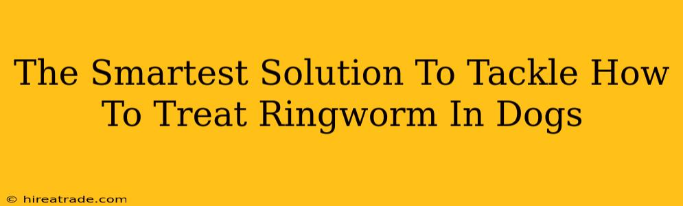 The Smartest Solution To Tackle How To Treat Ringworm In Dogs