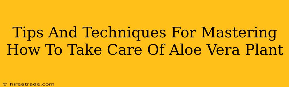 Tips And Techniques For Mastering How To Take Care Of Aloe Vera Plant