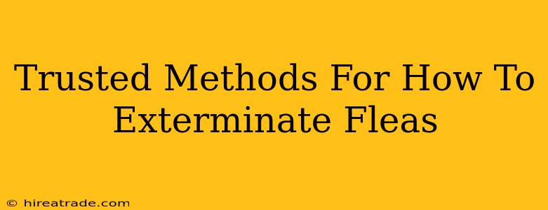 Trusted Methods For How To Exterminate Fleas